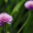 Knautia macedonica .....