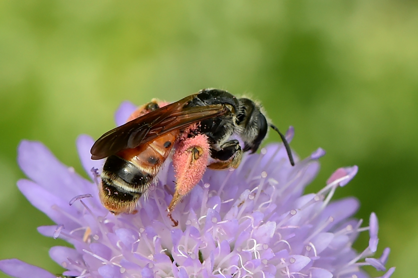 Knautien-Sandbiene - Andrena hattorfiana