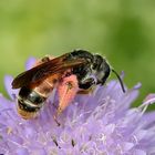 Knautien-Sandbiene - Andrena hattorfiana