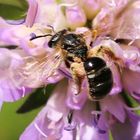 Knautien-Sandbiene (Andrena hattorfiana)