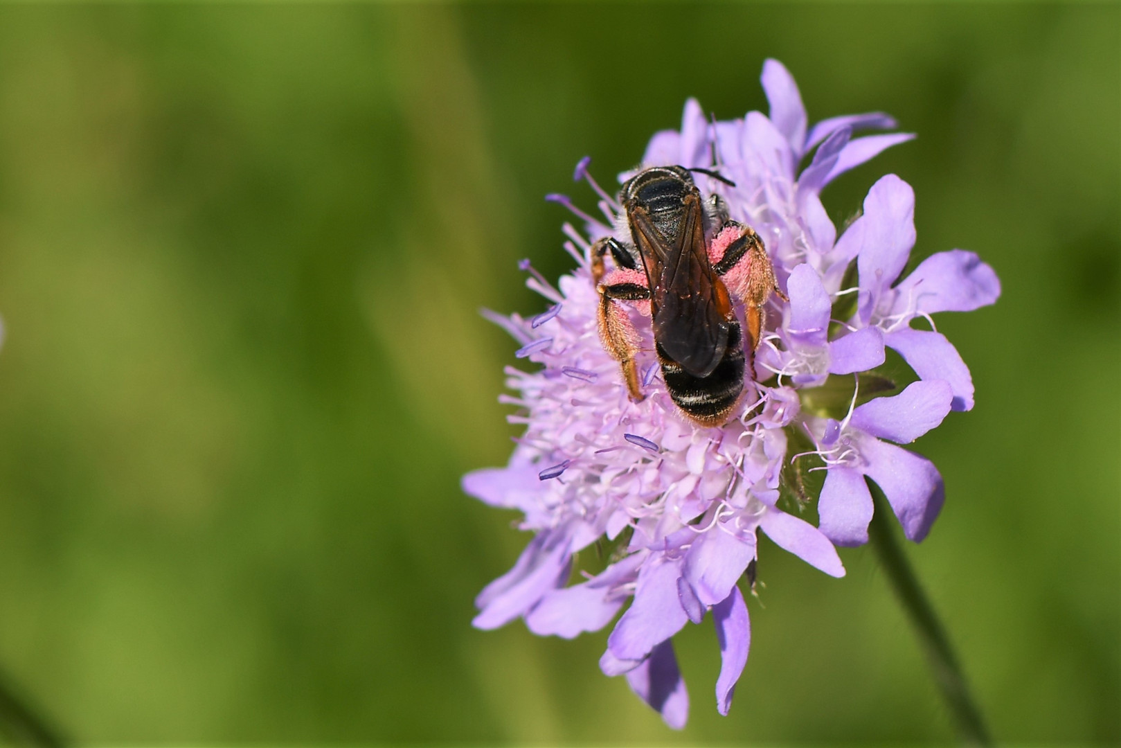 Knautien-Sandbiene (Andrena hattorfiana)