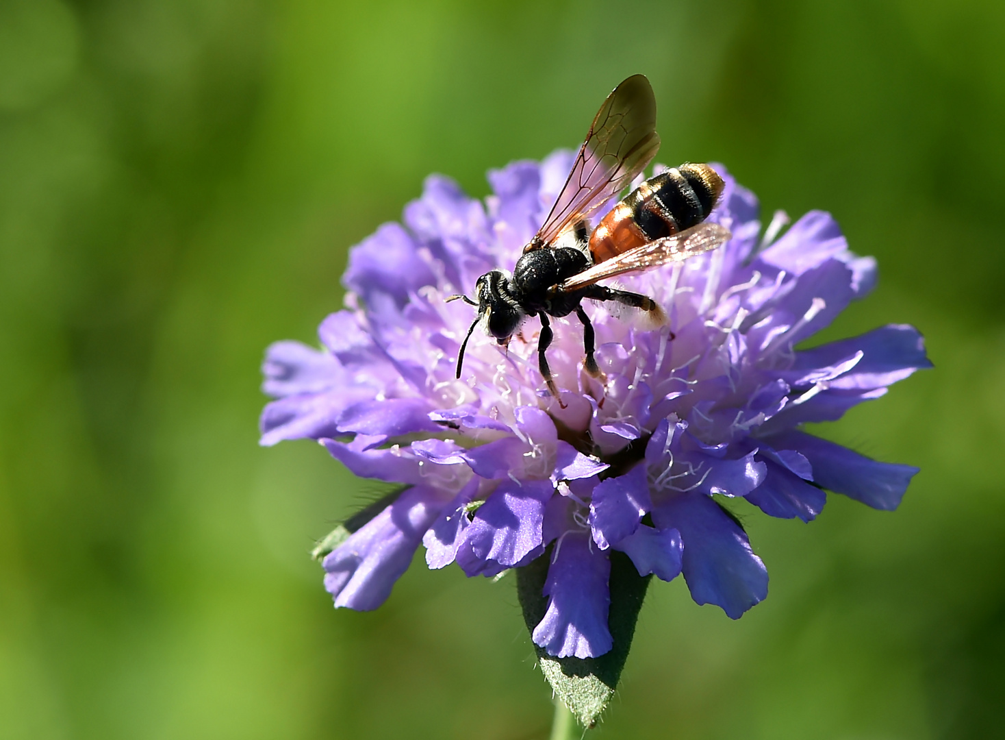 Knautien-Sandbiene - Andrena hattorfiana