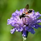 Knautien-Sandbiene - Andrena hattorfiana