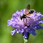 Knautien-Sandbiene - Andrena hattorfiana