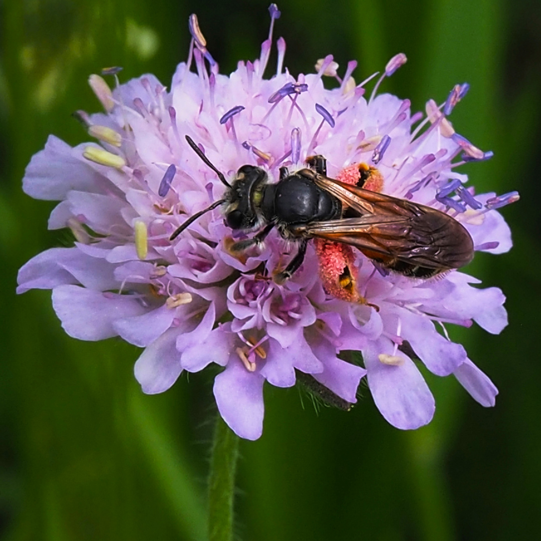 Knautien-Sandbiene (Andrena hattorfiana)