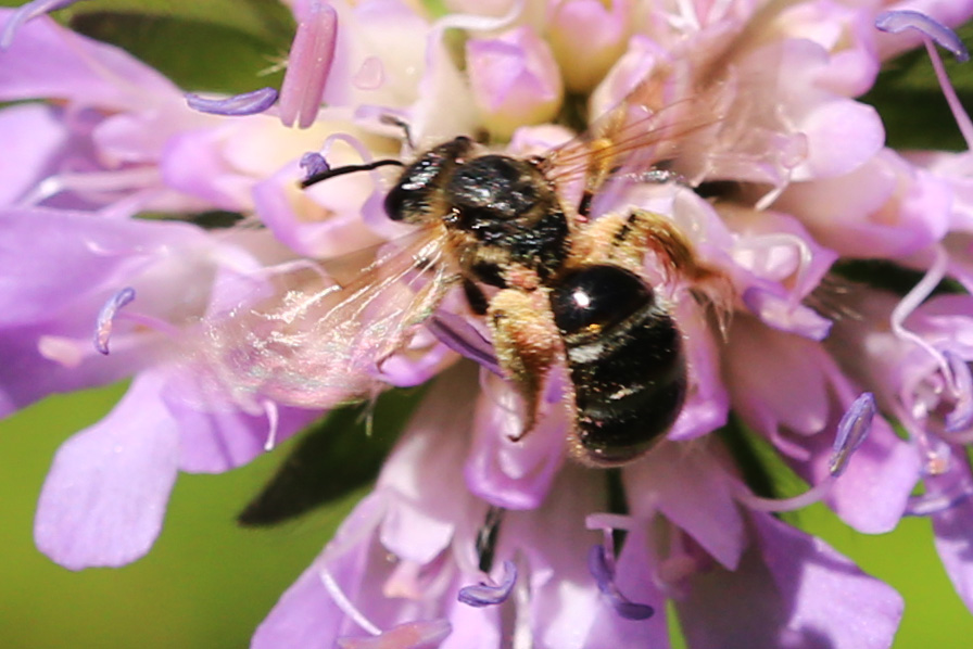 Knautien-Sandbiene (Andrena hattorfiana)