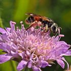 Knautien-Sandbiene (Andrena hattorfiana)