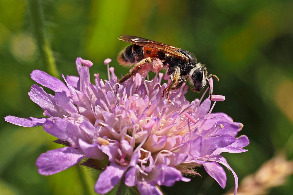 Knautien-Sandbiene (Andrena hattorfiana)