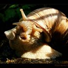 Knautschgesicht - Weinbergschnecke