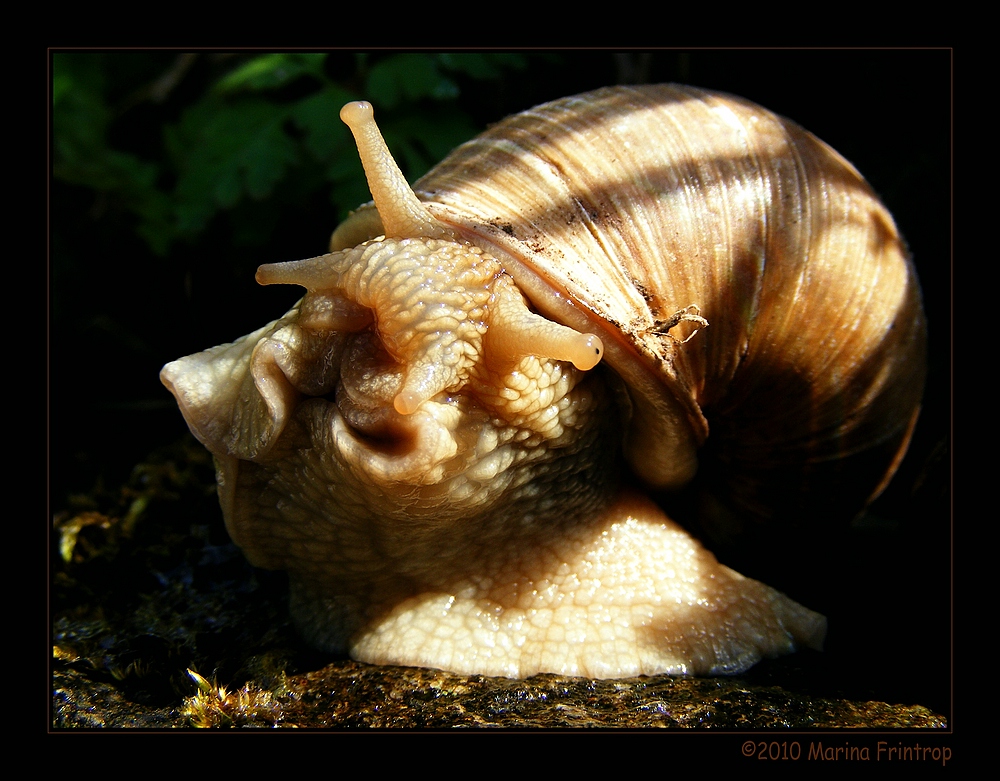 Knautschgesicht - Weinbergschnecke