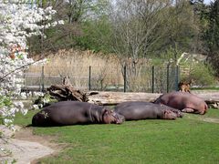 Knautschkes in der Sonne