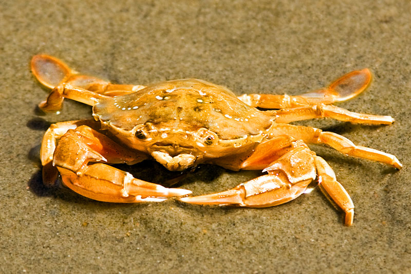 kneifende Strandschönheit