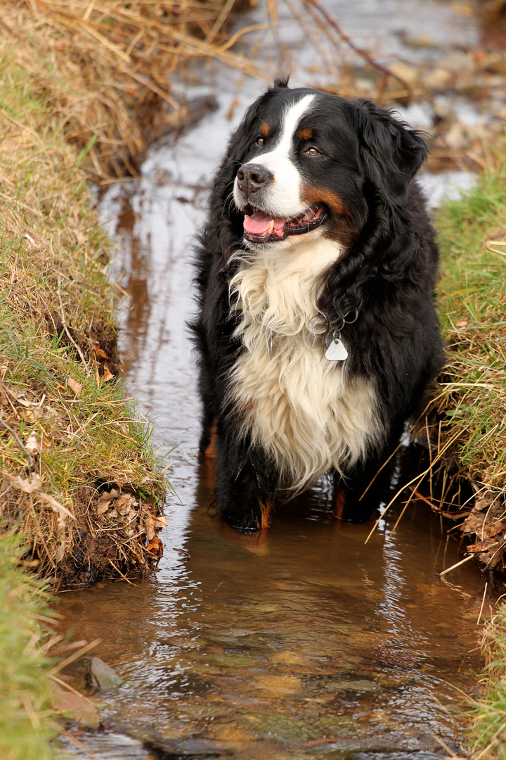 Kneipen ist gesund, auch für den Hund