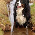 Kneipen ist gesund, auch für den Hund