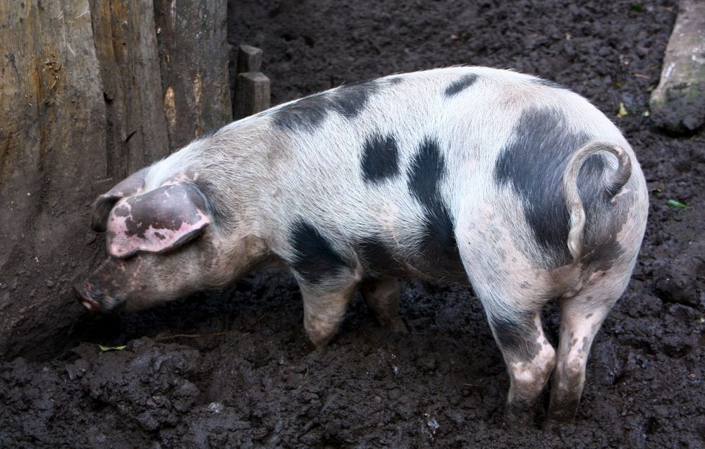 Kneippkur für Schweine. Schlammtreten