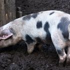 Kneippkur für Schweine. Schlammtreten