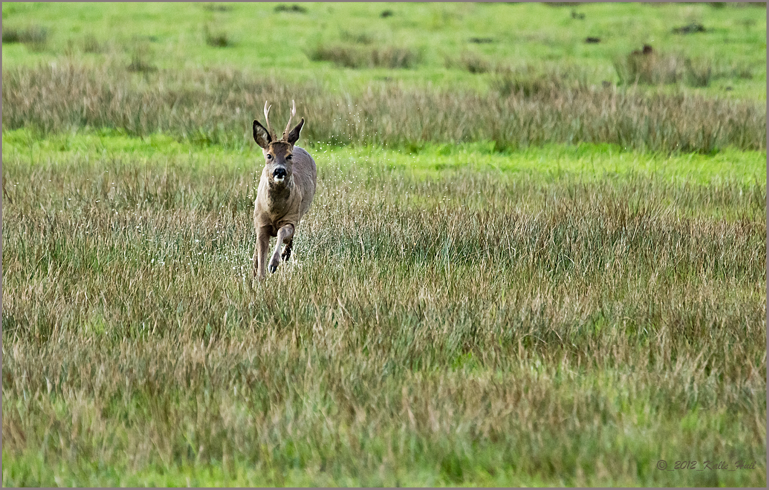 ...Kneippkur im Moor...