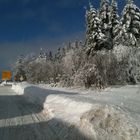 Knibis im Schwarzwald