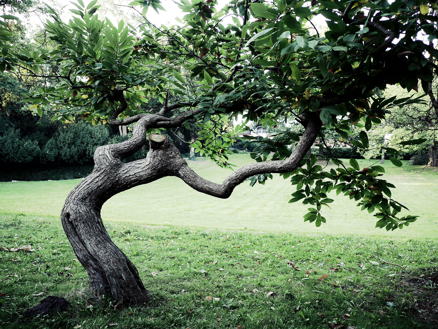 Knick im Baum