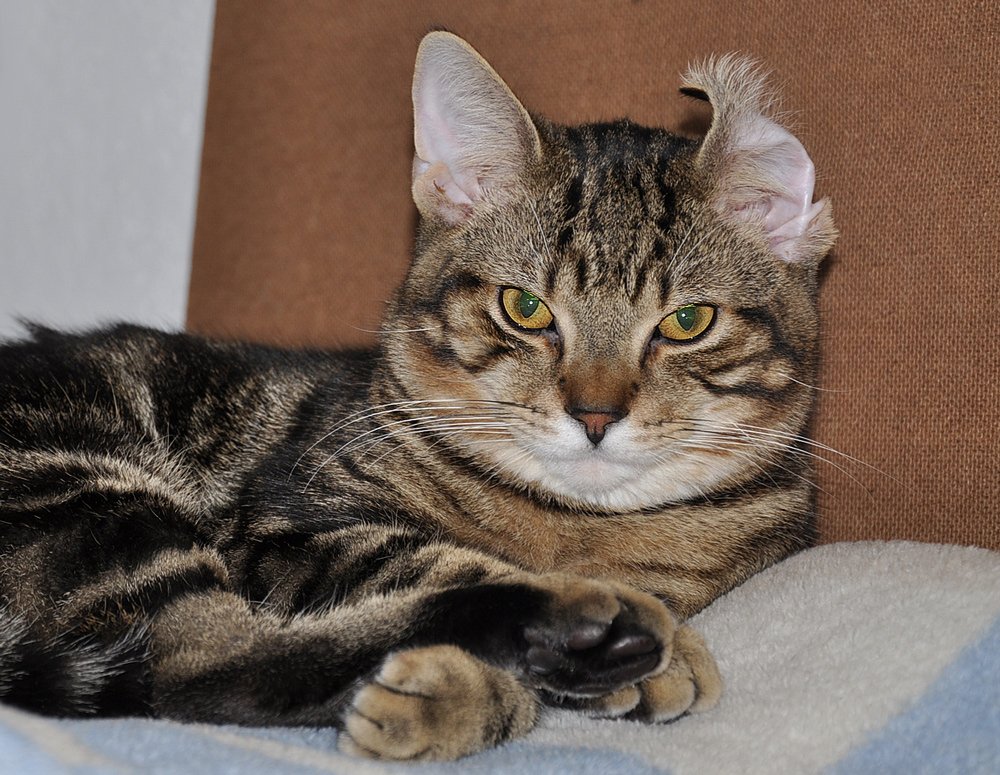 Knick Im Ohr Foto Bild Katzen Bilder Auf Fotocommunity