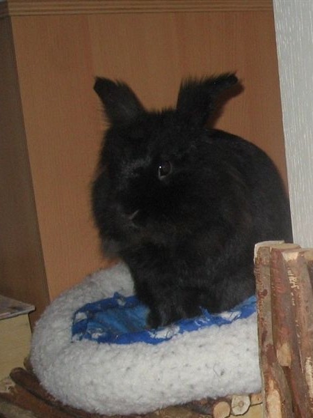 Knick Im Ohr Foto Bild Tiere Haustiere Nagetiere Kaninchen Bilder Auf Fotocommunity