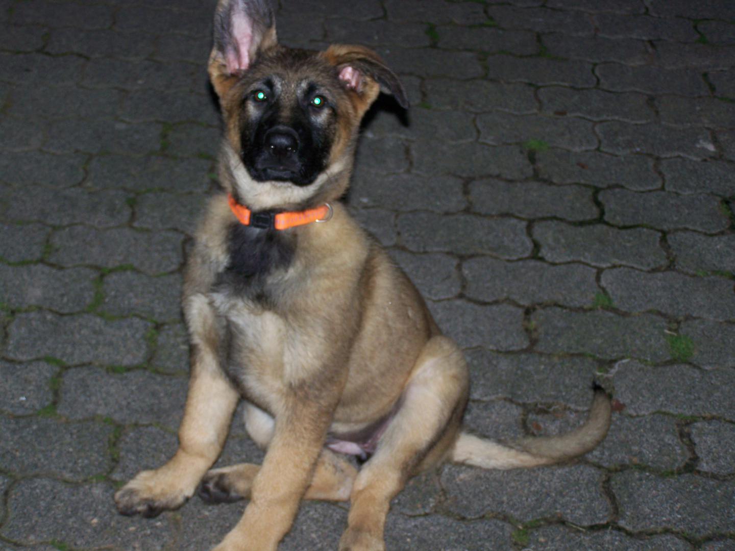 Knick Im Ohr Foto Bild Tiere Haustiere Hunde Bilder Auf Fotocommunity