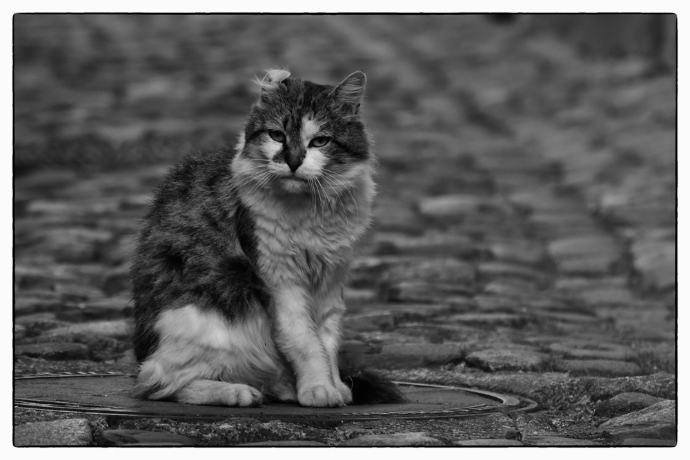 Knickohrkater