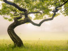 KnicksBaum - bunt mit Nebel