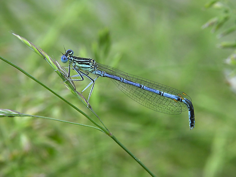 Knickschwanzlibelle