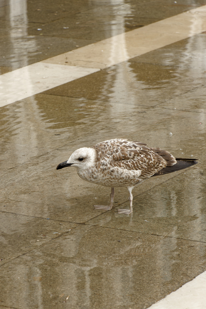 Knie tief im Wasser!