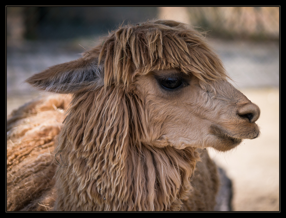 Knies Kinderzoo Rapperswil