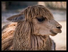 Knies Kinderzoo Rapperswil