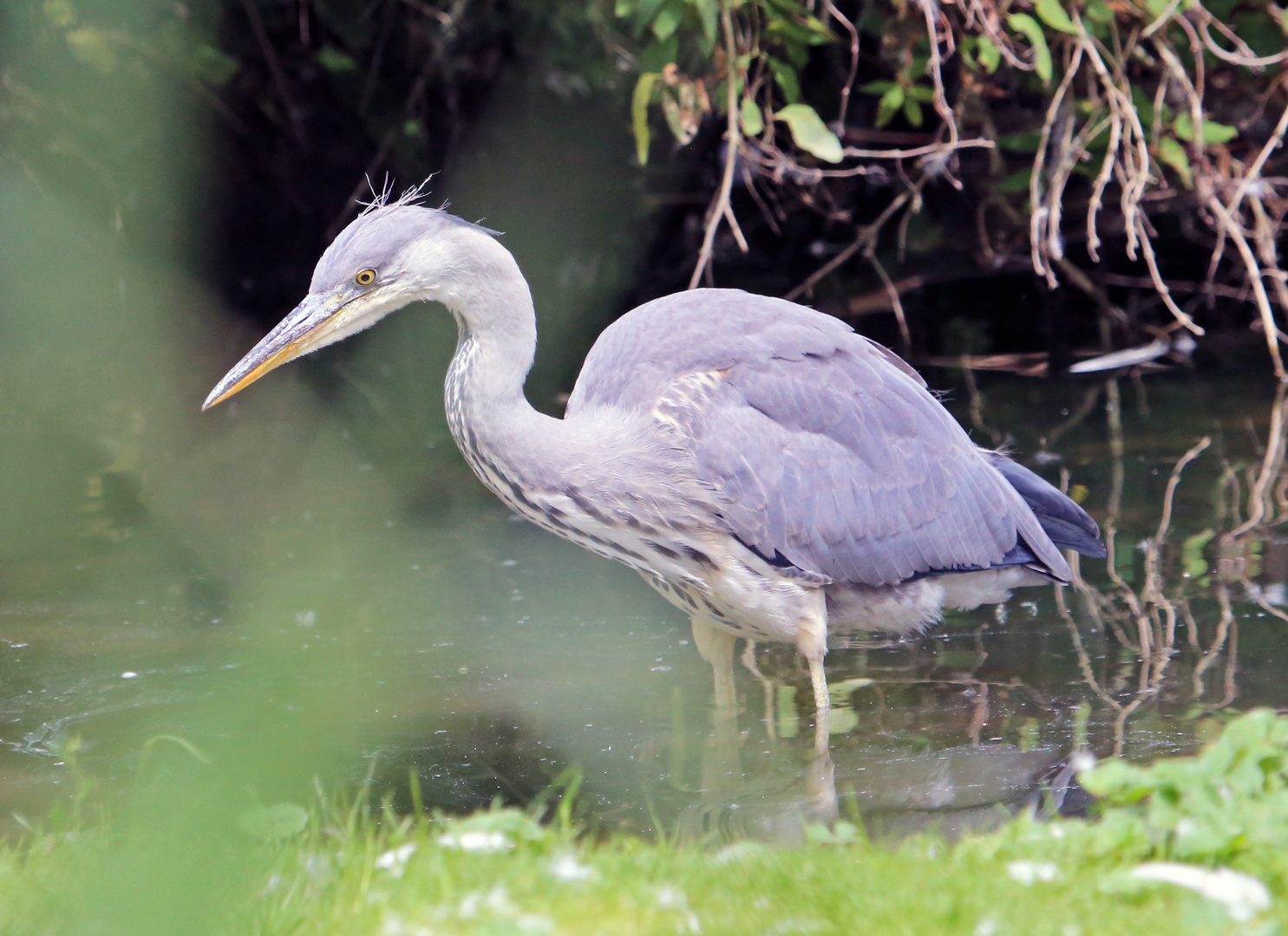 Knietief im Teich...