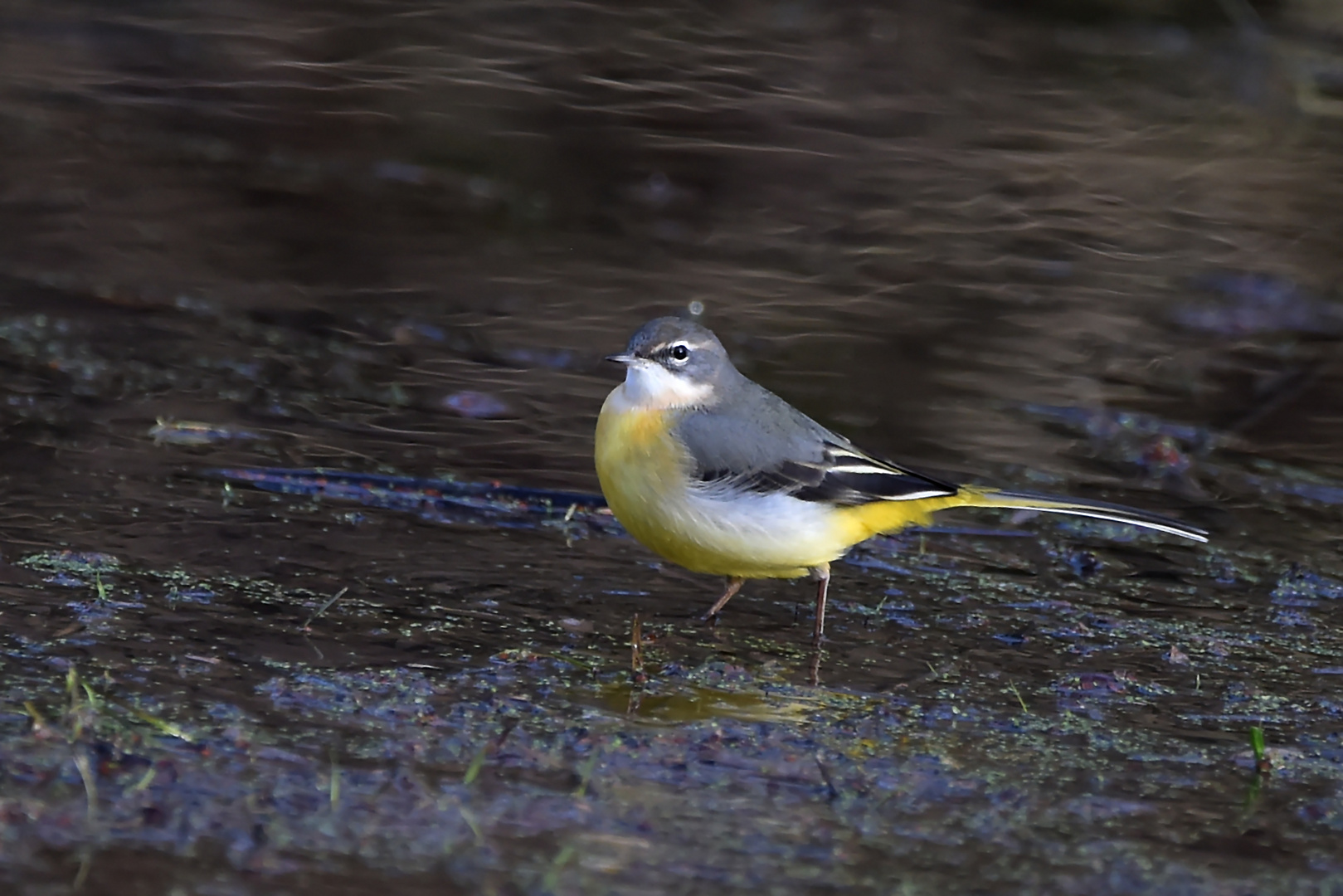 Knietief im Wasser