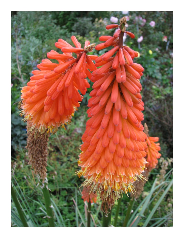 Kniphofia