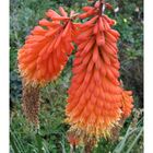 Kniphofia