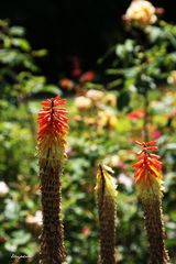 Kniphofia