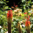 Kniphofia