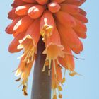 Kniphofia