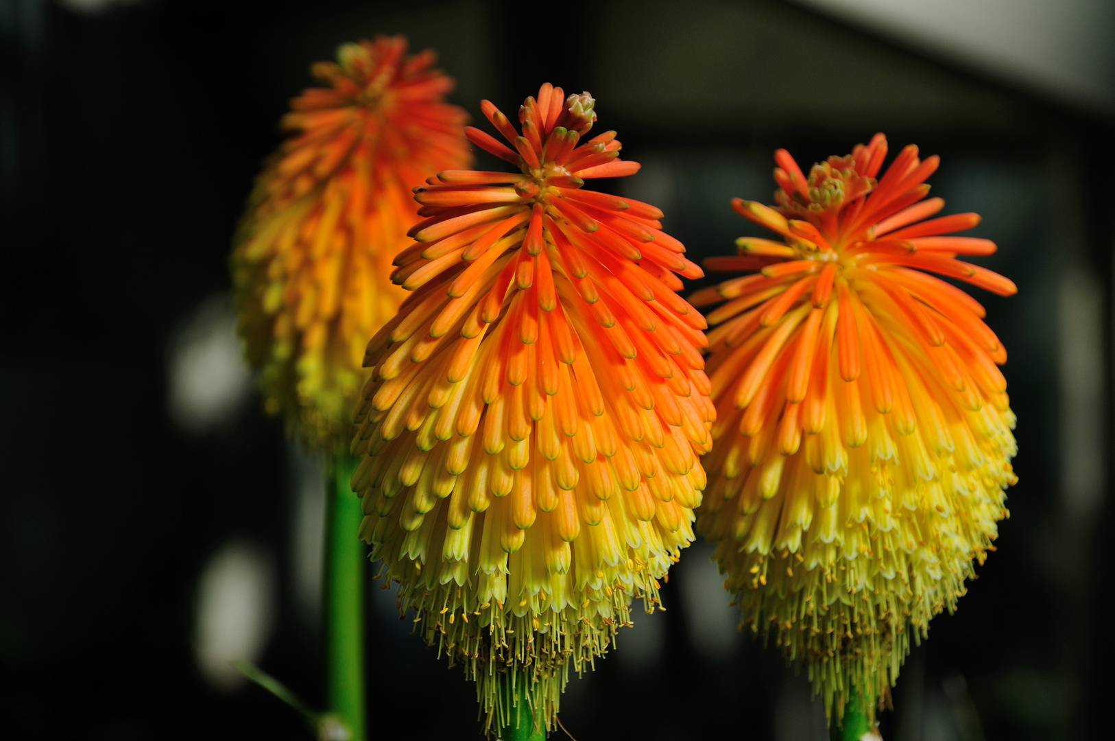 Kniphofia