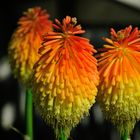 Kniphofia