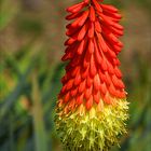 kniphofia