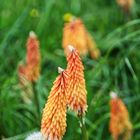 Kniphofia 