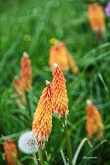 Kniphofia 