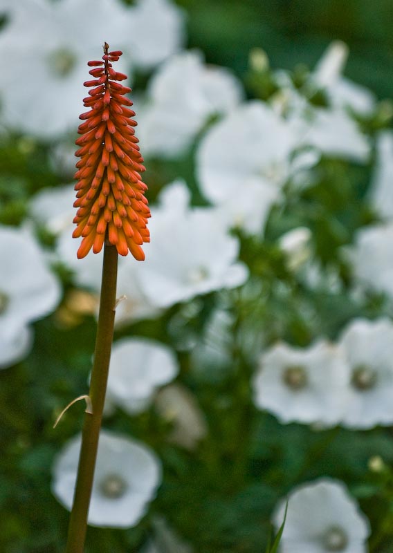 Kniphofia