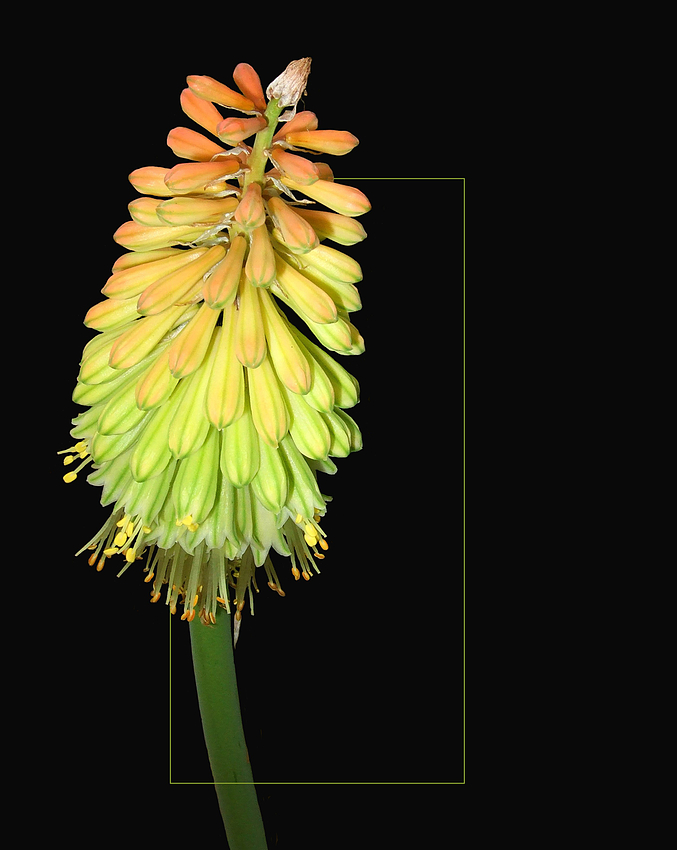 Kniphofia