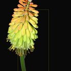 Kniphofia