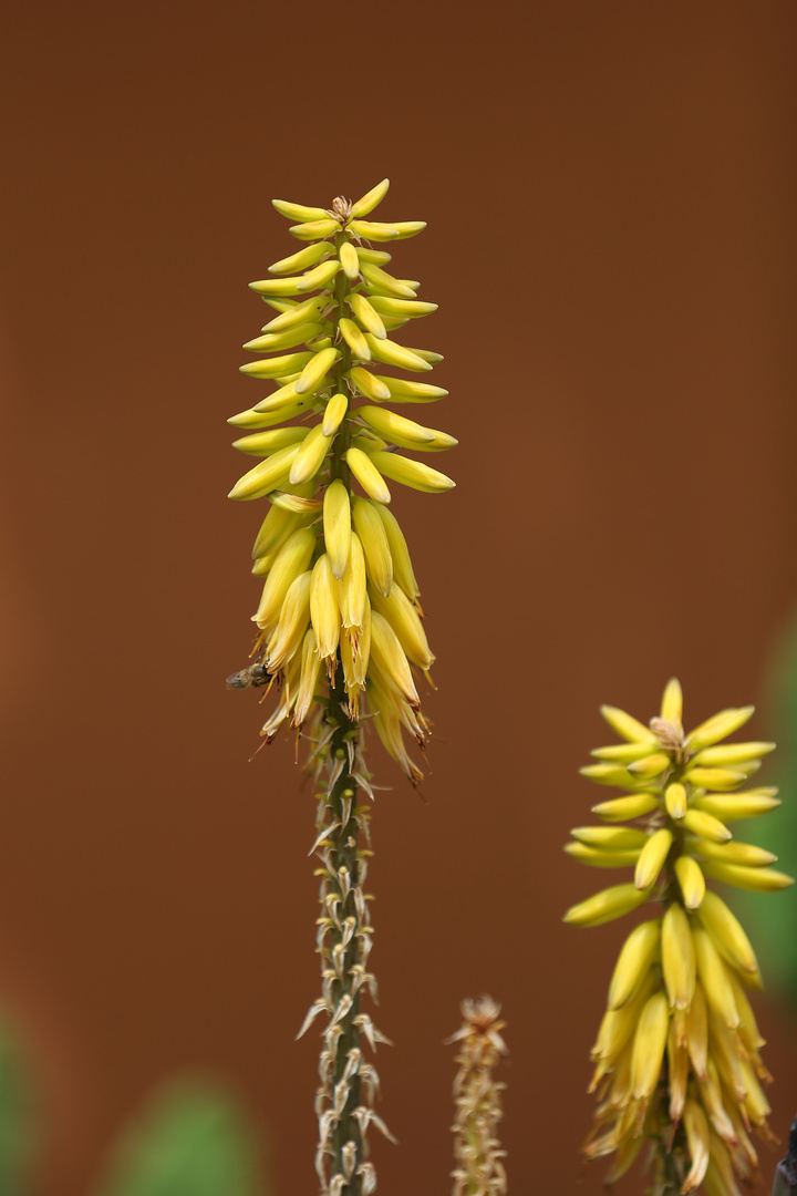 Kniphofia Sunningdale Yellow - Red Hot Pokers