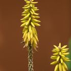 Kniphofia Sunningdale Yellow - Red Hot Pokers