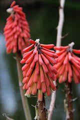 Kniphofia tritoma